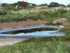 Himantopus mexicanus knudseni
