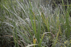 Zizaniopsis miliacea