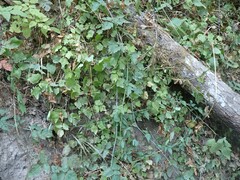 Vancouveria hexandra