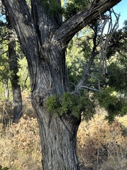 Juniperus monosperma
