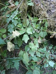 Vancouveria hexandra