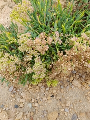 Crithmum maritimum