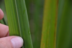 Zizaniopsis miliacea