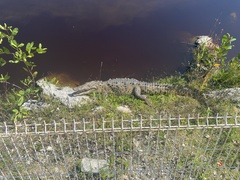 Crocodylus moreletii