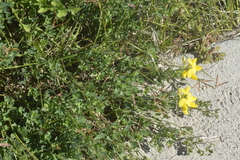 Lotus corniculatus