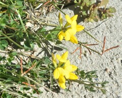 Lotus corniculatus