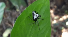 Verrucosa scapofracta