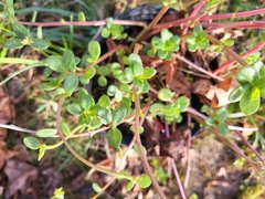 Portulacaceae