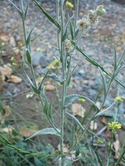 Gnaphalieae