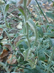 Gnaphalieae