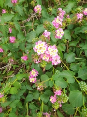 Lantana camara