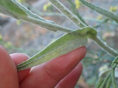 Gnaphalieae