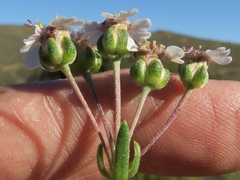 Eriocephalus pedicellaris