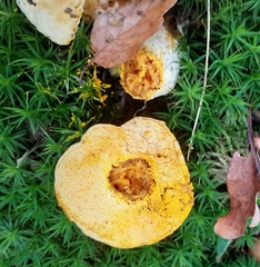 Hypomyces chrysospermus