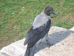 Corvus cornix