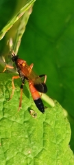 Ctenochares bicolorus