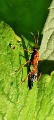 Ctenochares bicolorus