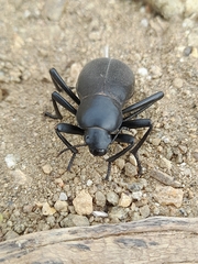 Blaps lusitanica