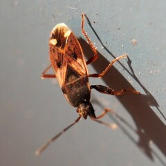 Eremocoris ferus