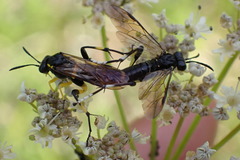 Macrophya montana