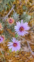 Diplostephium ericoides