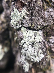 Physcia americana