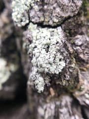 Physcia americana