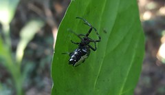 Verrucosa scapofracta