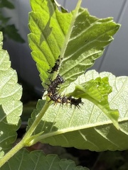 Polygonia interrogationis