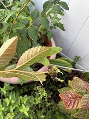 Polygonia interrogationis