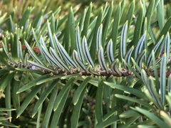 Abies bracteata