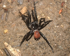 Bothriocyrtum californicum