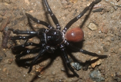 Bothriocyrtum californicum