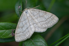 Scopula ternata