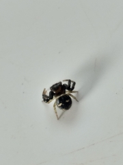 Heliophanus capensis