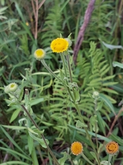 Pulicaria scabra