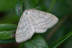 Scopula ternata
