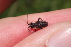 Adelphocoris seticornis