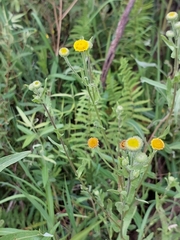 Pulicaria scabra