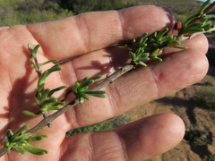 Eriocephalus pedicellaris