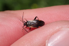 Adelphocoris seticornis