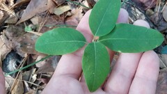 Lonicera sempervirens