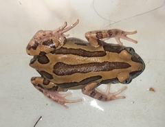 Kassina senegalensis