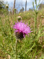 Carduus defloratus