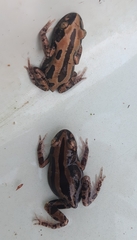 Kassina senegalensis