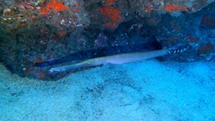 Aulostomus strigosus