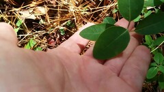 Lonicera sempervirens