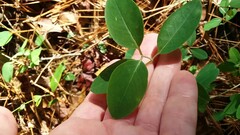 Lonicera sempervirens