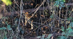 Leopardus pardalis mitis