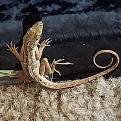 Anolis sagrei